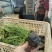 狼尾草紫穗狼尾草，小兔子狼尾草火焰狼狼尾草观赏草