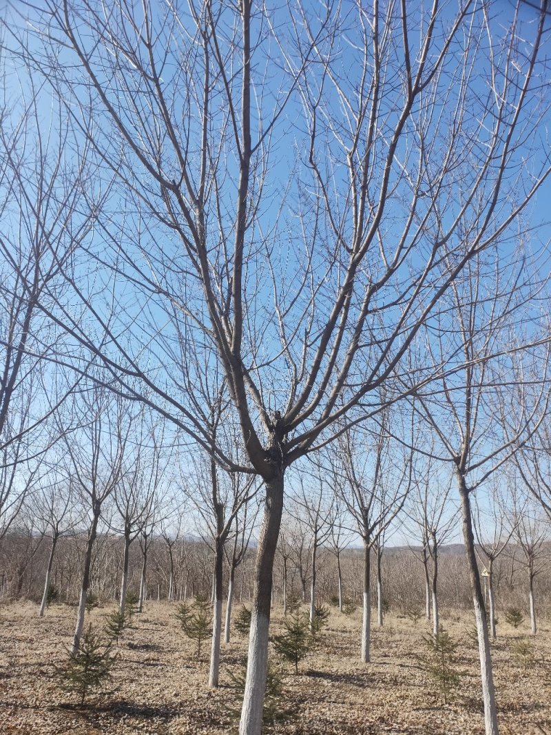 五角枫