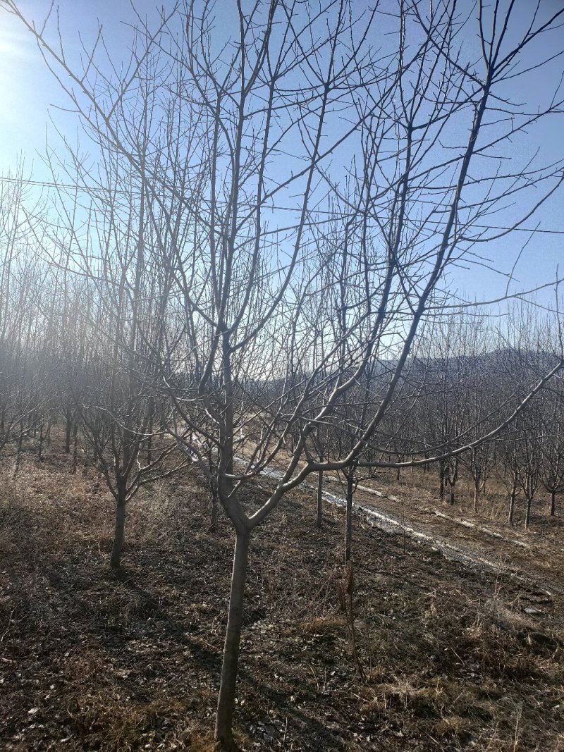 爆马丁香