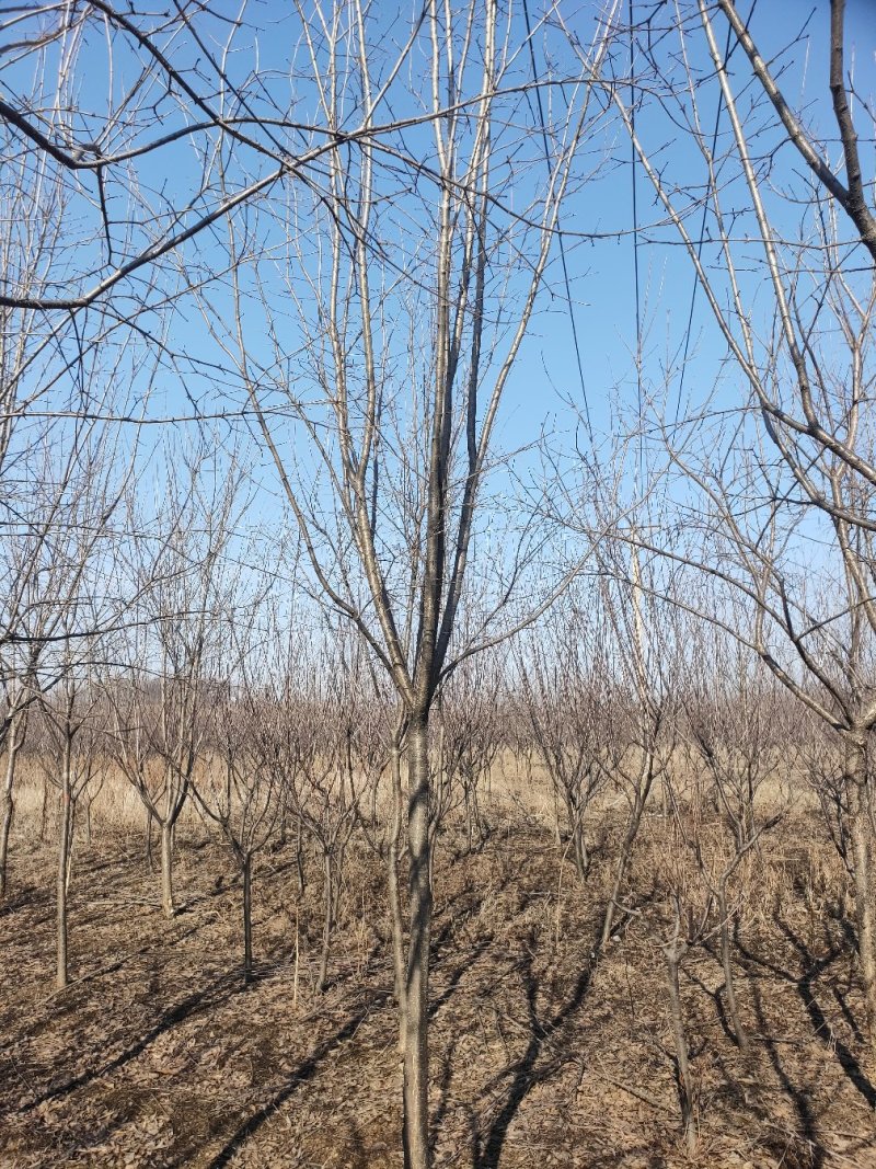 爆马丁香