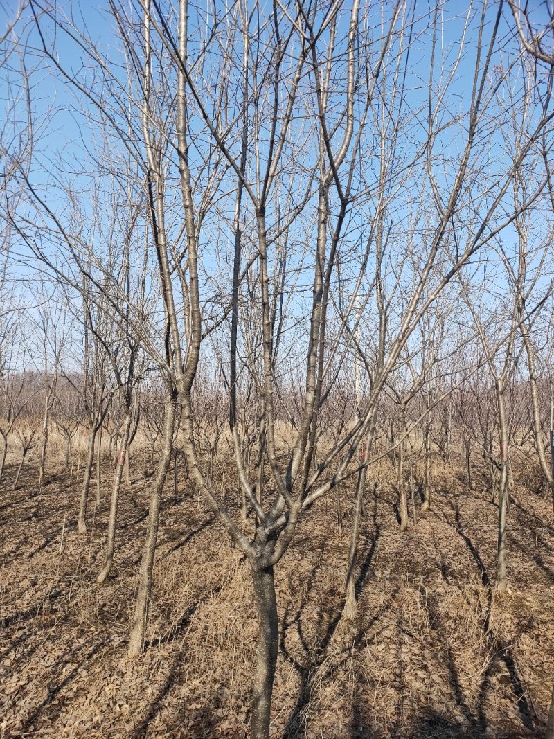 爆马丁香