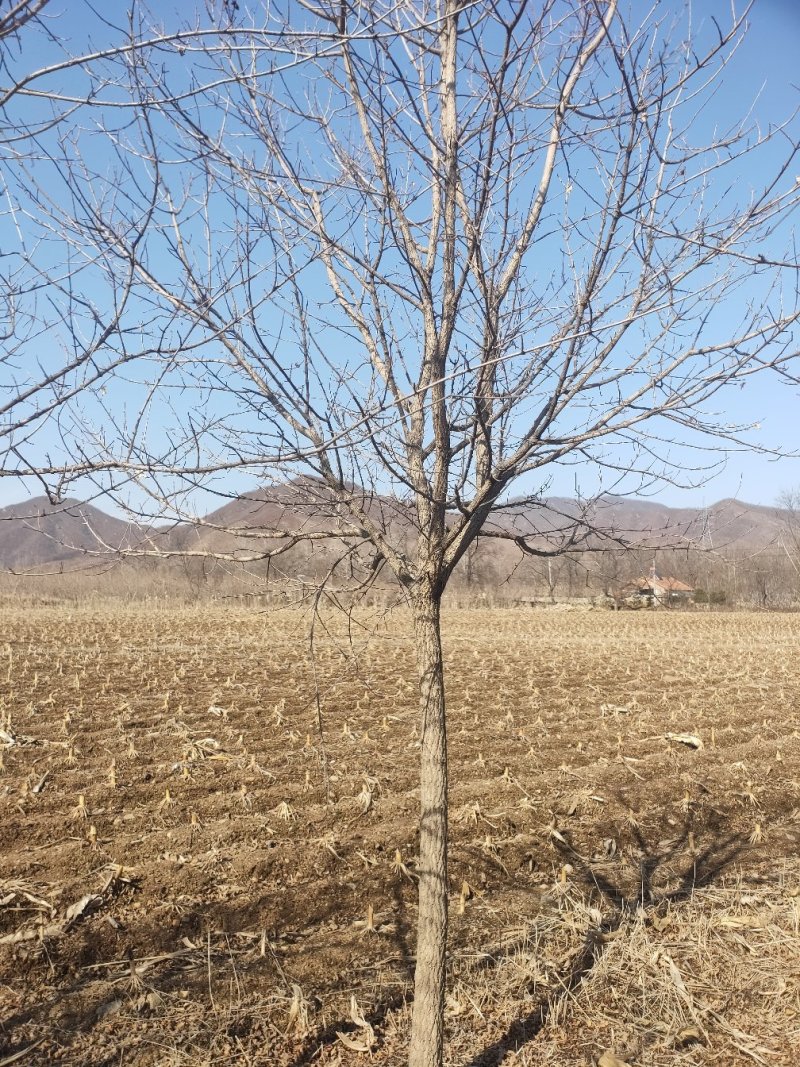 元宝枫