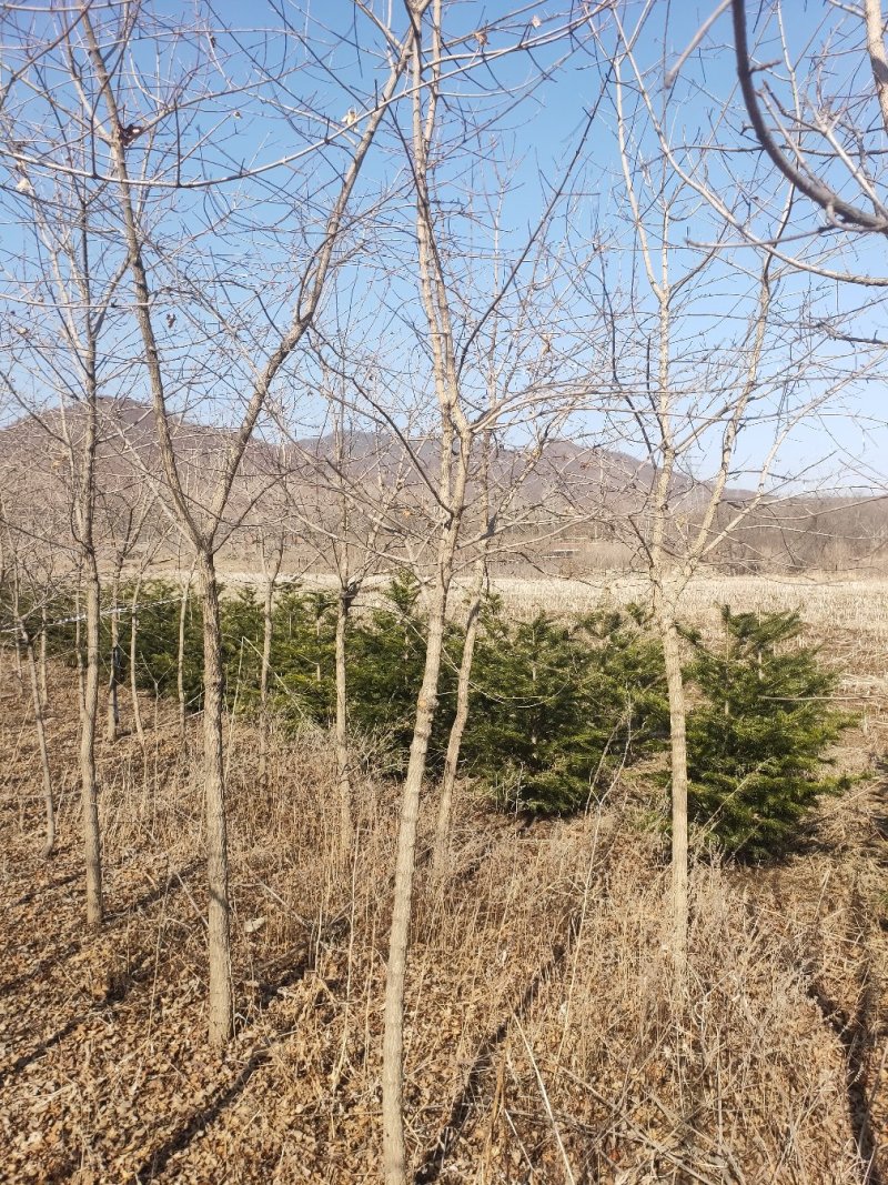 元宝枫
