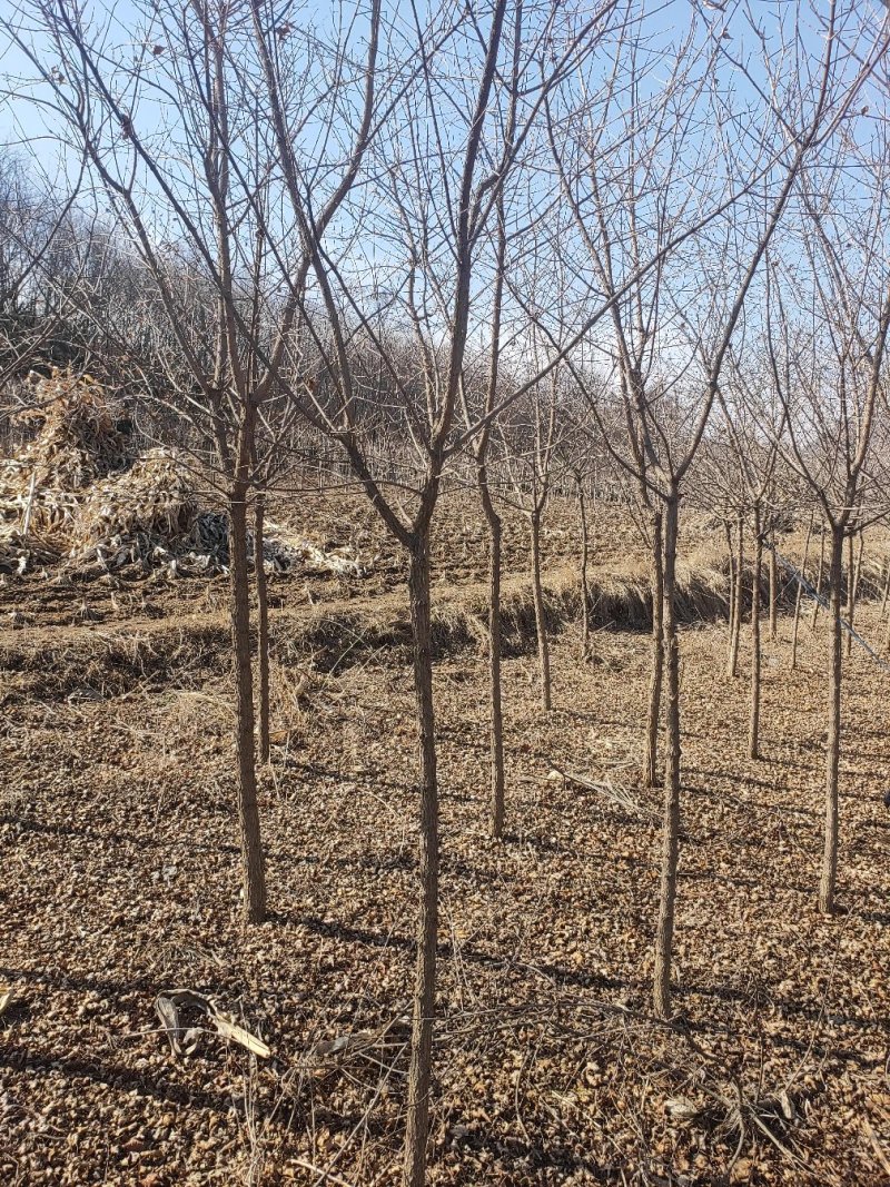 元宝枫