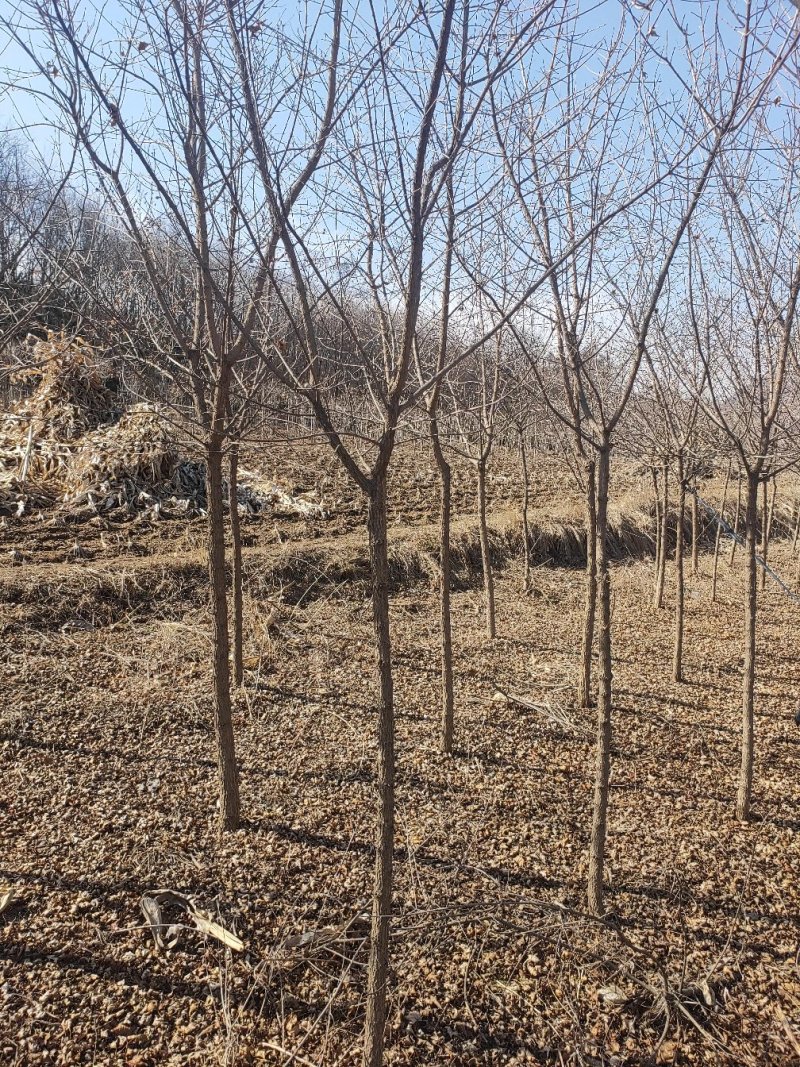 元宝枫