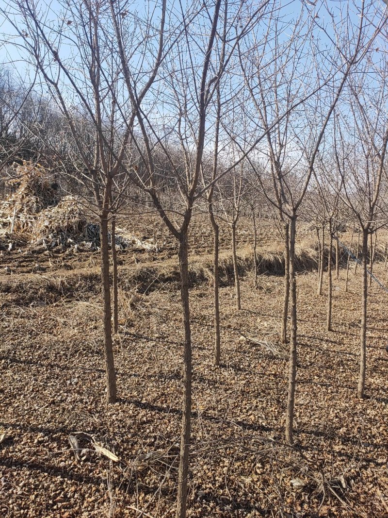 元宝枫