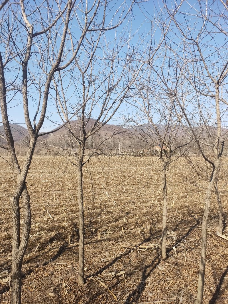 元宝枫