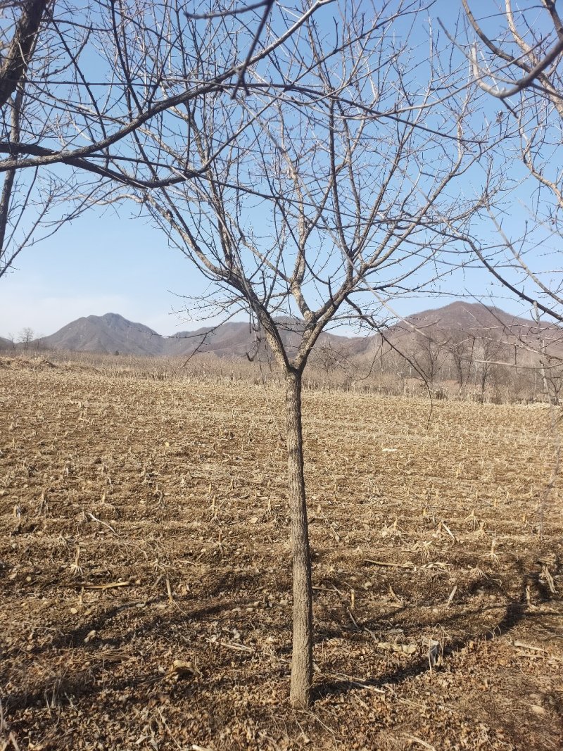 元宝枫