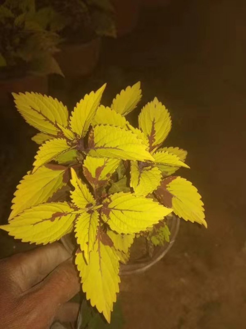 彩叶草穴盘苗火焰彩叶金黄色彩叶国产进口多种多样
