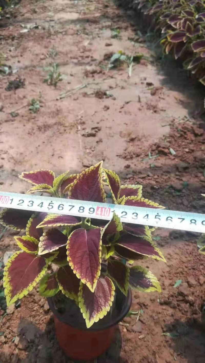 彩叶草穴盘苗火焰彩叶金黄色彩叶国产进口多种多样