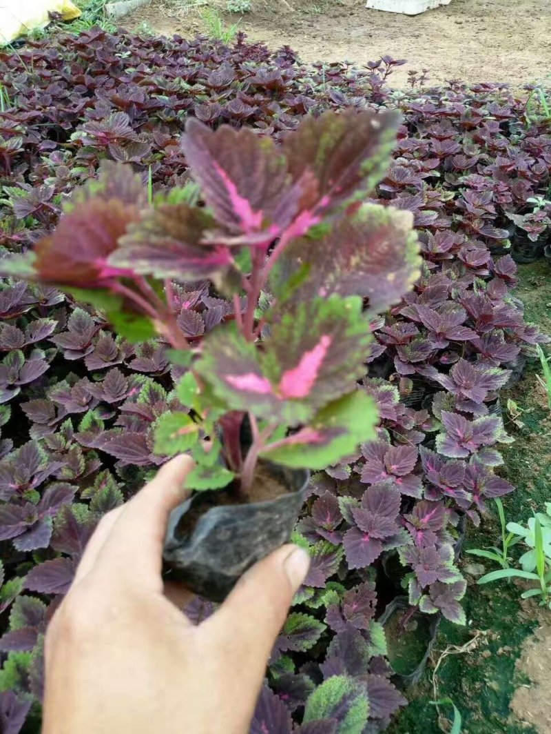 彩叶草穴盘苗火焰彩叶金黄色彩叶国产进口多种多样