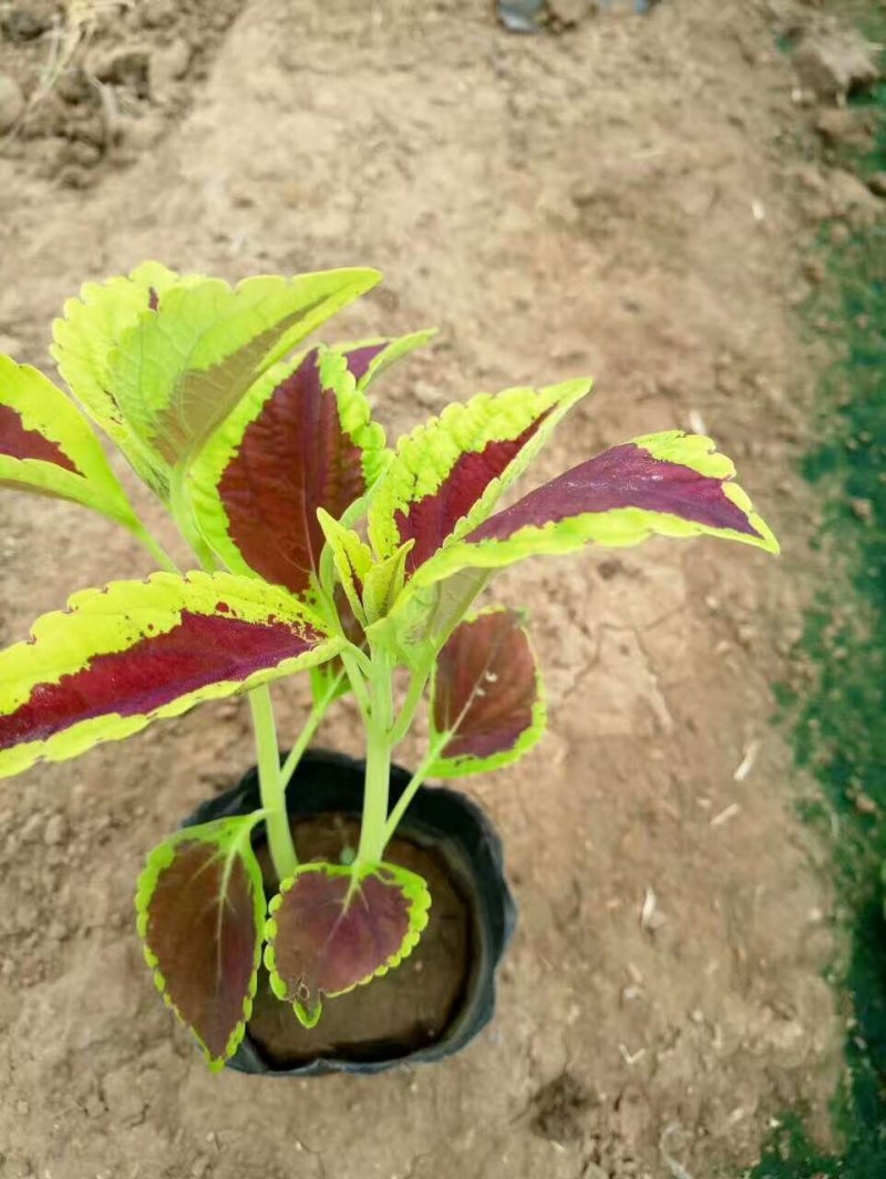 彩叶草穴盘苗火焰彩叶金黄色彩叶国产进口多种多样