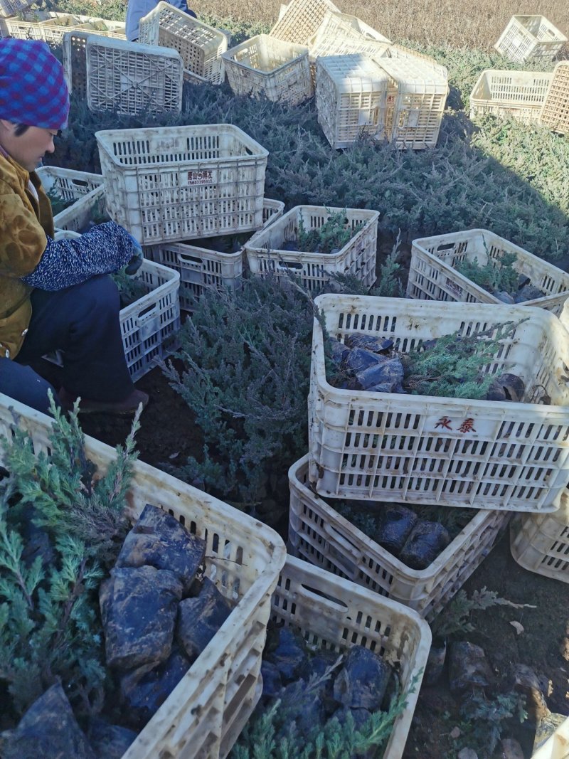 铺地柏，营养杯为主，成活率高各种绿篱色块植物