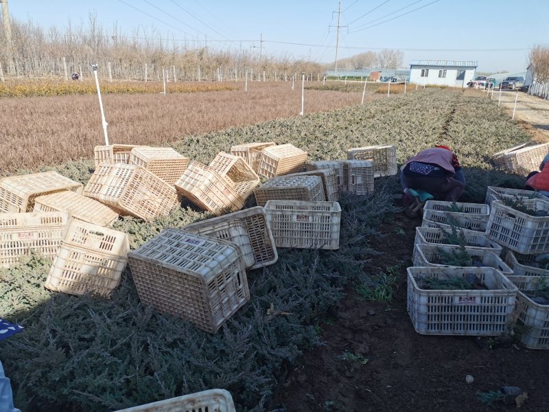 铺地柏，营养杯为主，成活率高各种绿篱色块植物