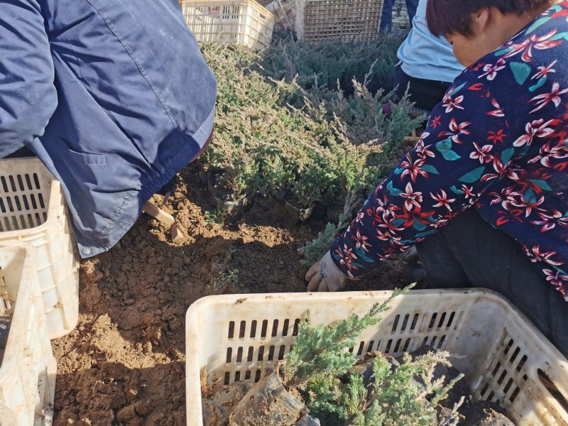 铺地柏，营养杯为主，成活率高各种绿篱色块植物