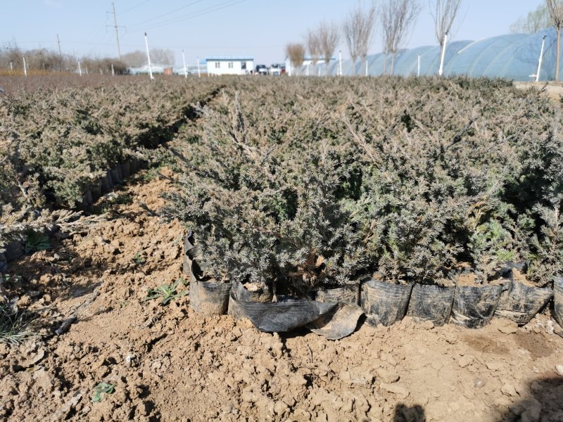 铺地柏，营养杯为主，成活率高各种绿篱色块植物