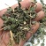 葎草，常年批发供应，葎草中草药