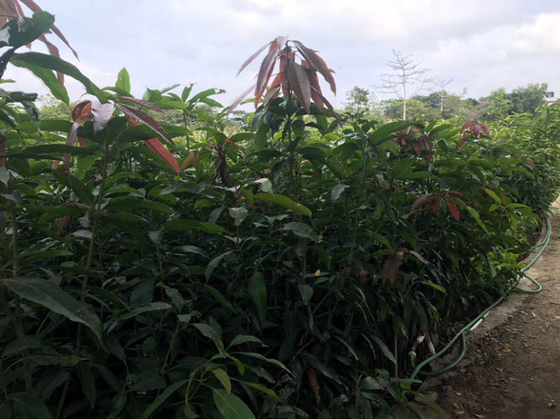 实生芒果苗，裸根芒果苗，小杯芒果苗，嫁接芒果小杯苗