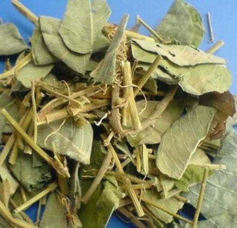 金钱草，常年批发供应广金钱草中草药