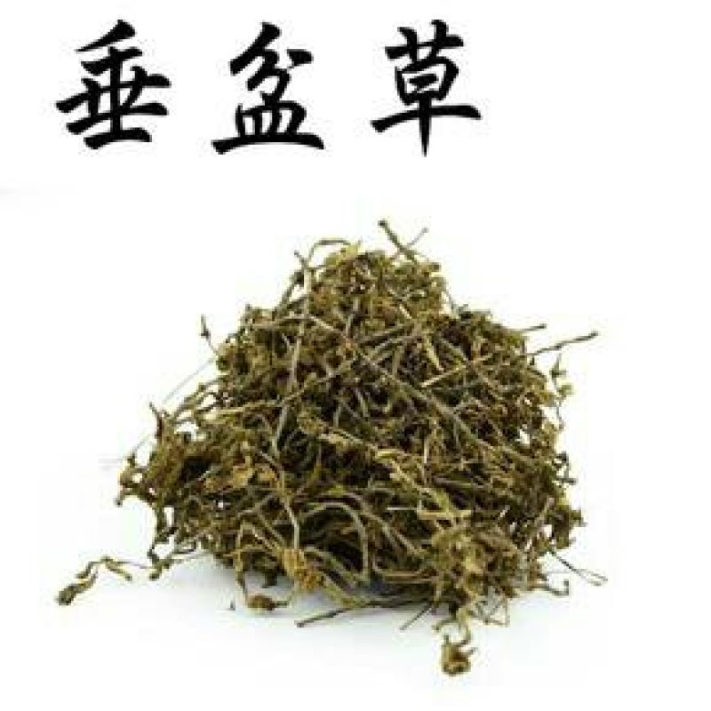 垂盆草，常年批发供应垂盆草，中草药