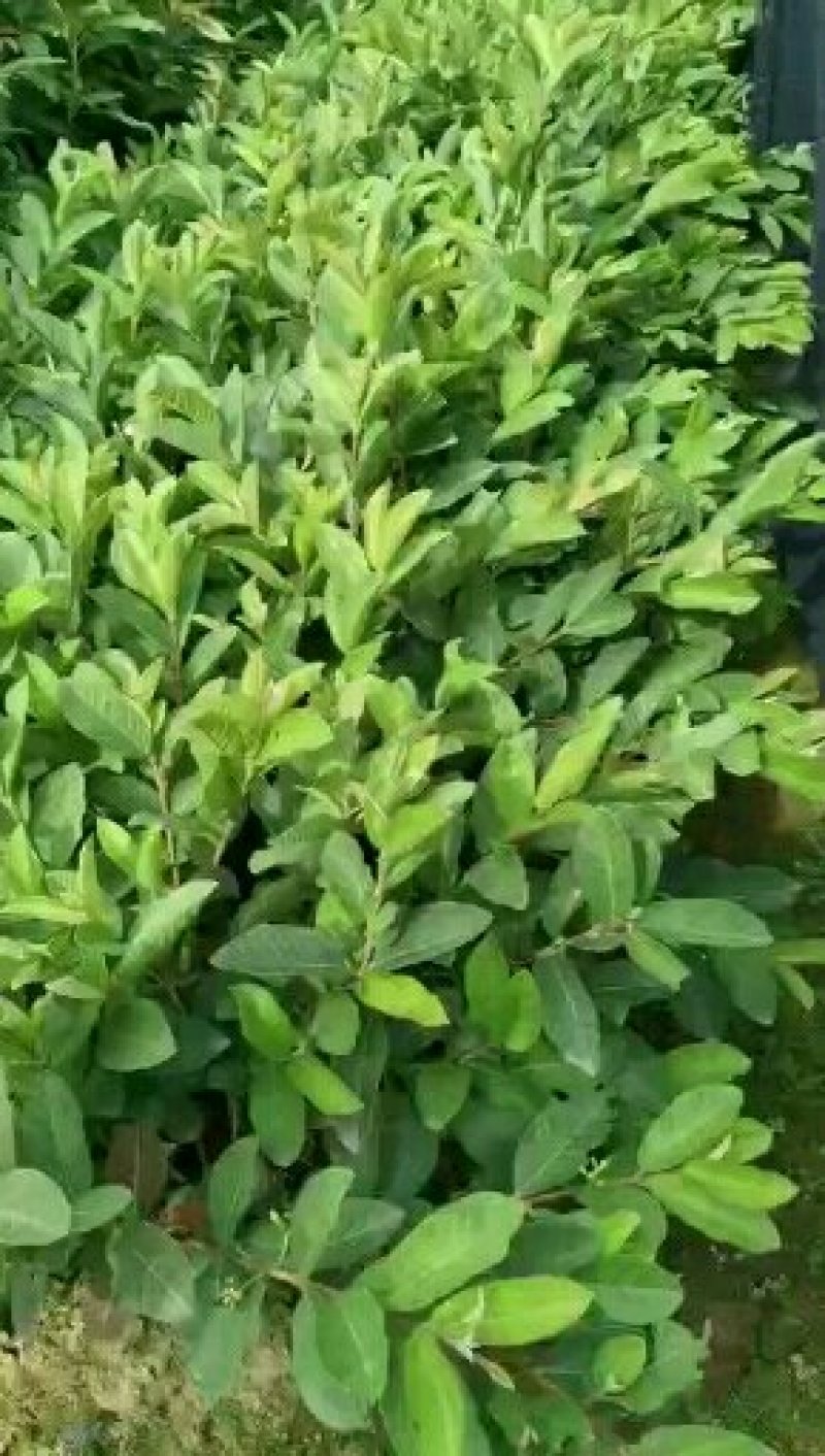 正宗纯正珍珠番石榴苗（嫁接苗），包邮！