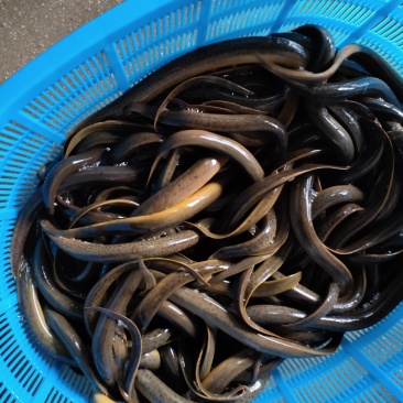 黄鳝，孟加拉黄鳝，各国黄鳝