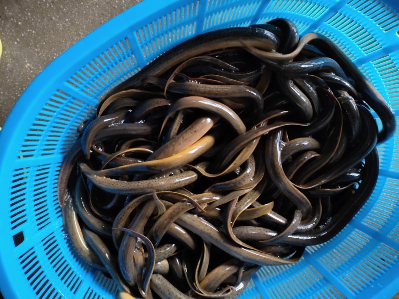 黄鳝，孟加拉黄鳝，各国黄鳝