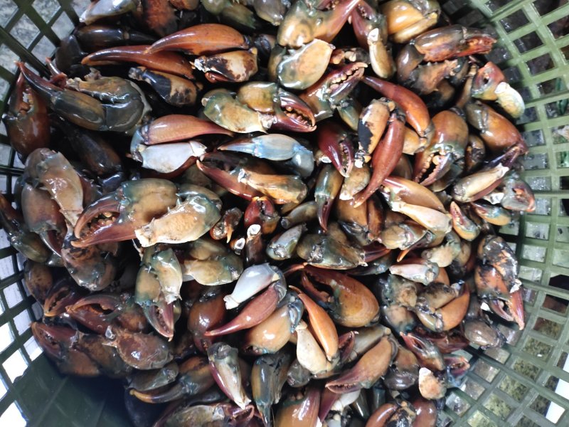 螃蟹脚，青蟹脚，新鲜青蟹脚