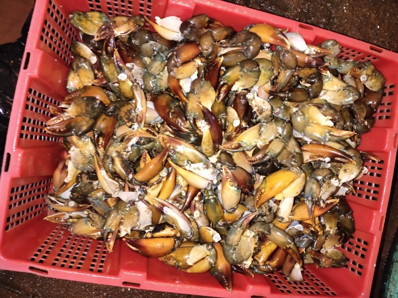 螃蟹脚，青蟹脚，新鲜青蟹脚