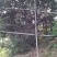 大叶古树普洱茶，原生态
