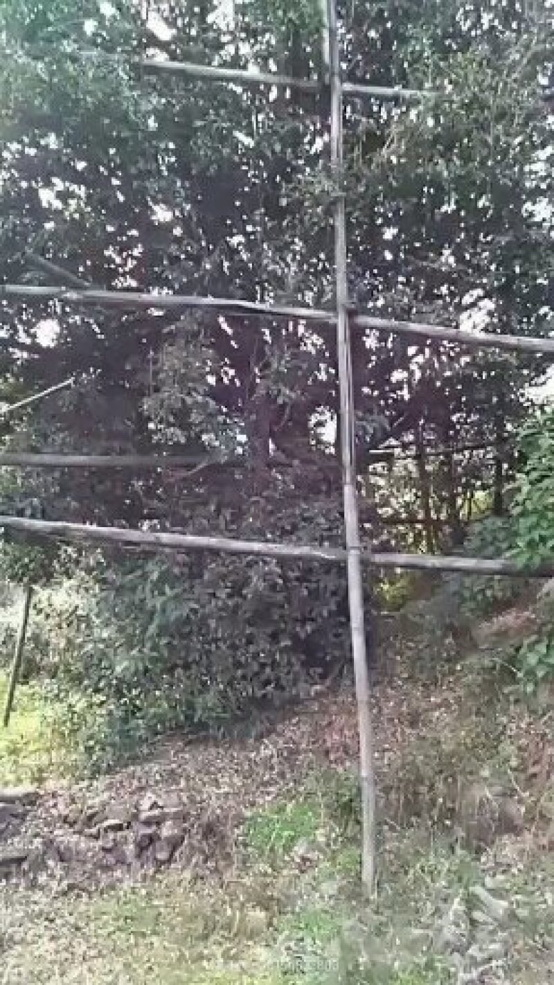 大叶古树普洱茶，原生态