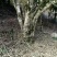 大叶古树普洱茶，原生态