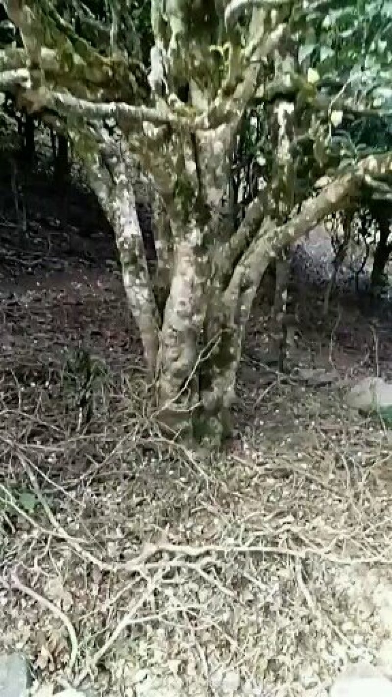 大叶古树普洱茶，原生态