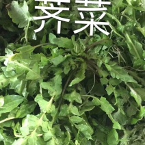 荠荠菜野生荠菜野菜