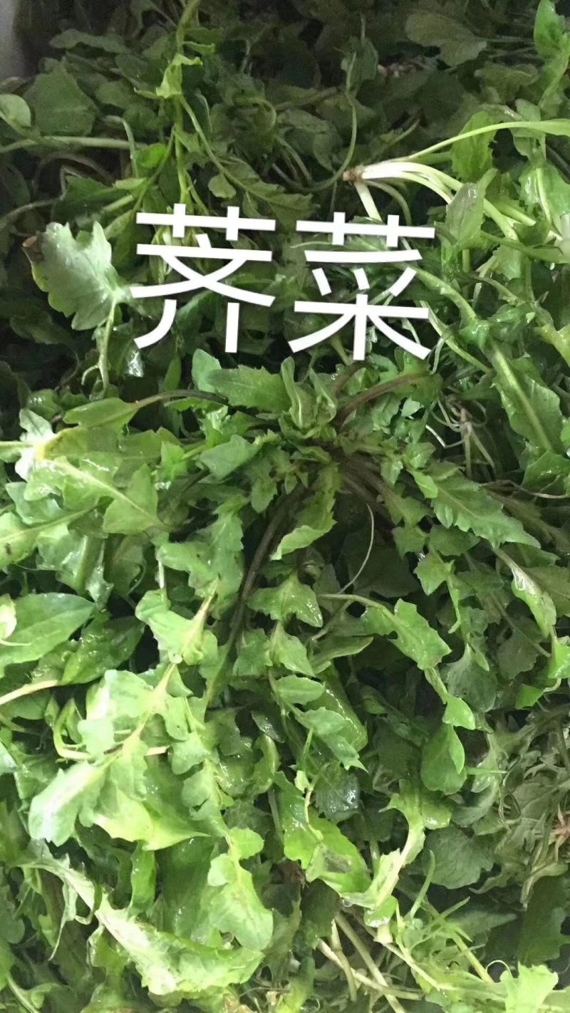 荠荠菜野生荠菜野菜