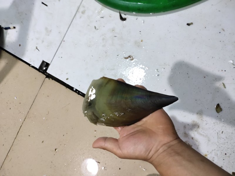 带子