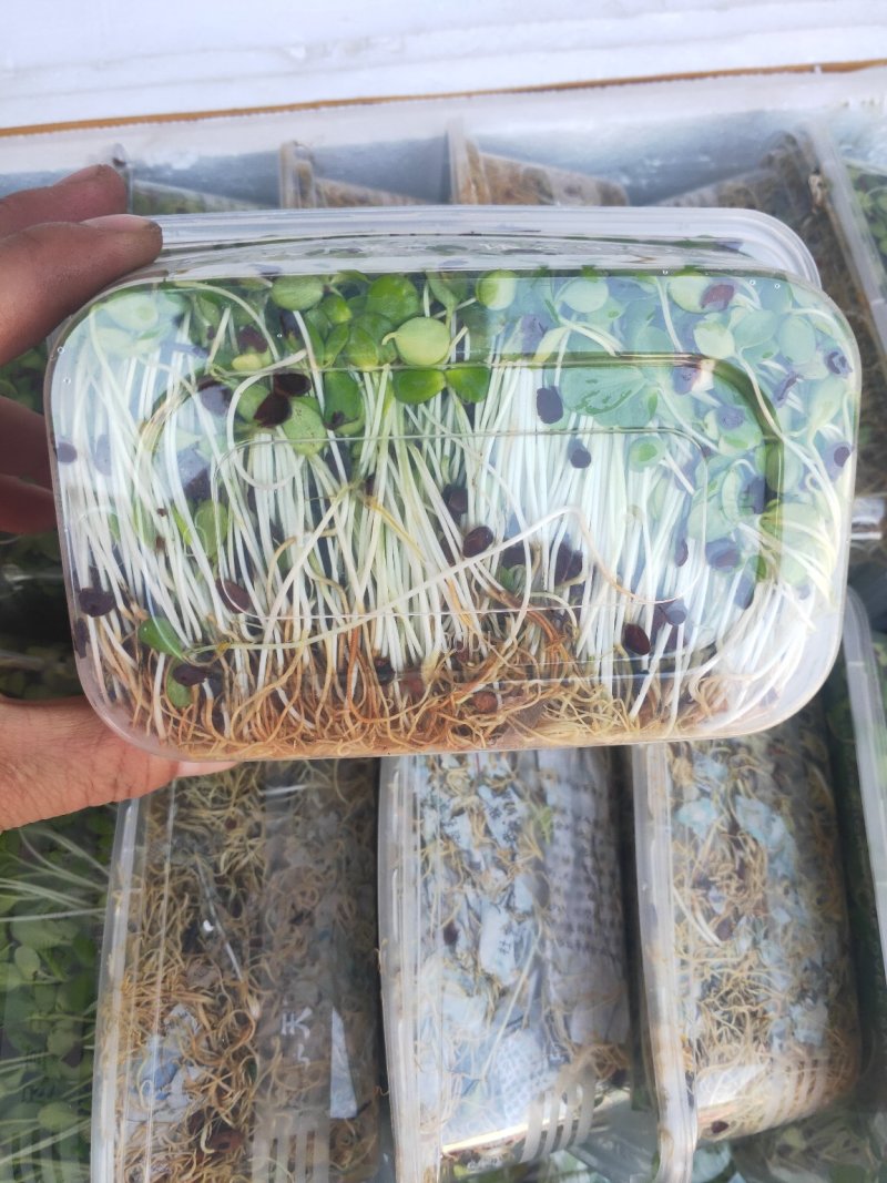 香椿苗，芽苗，香椿芽，有机绿色无污染