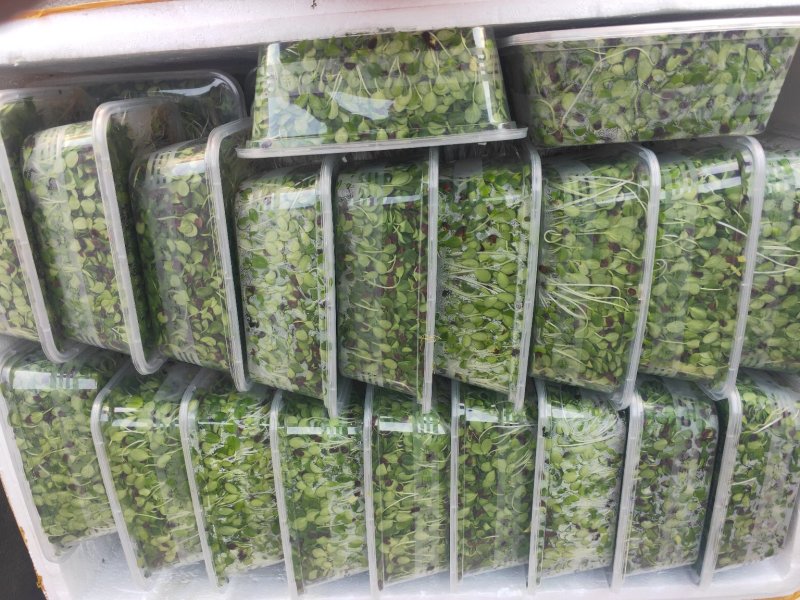 香椿苗，芽苗，香椿芽，有机绿色无污染