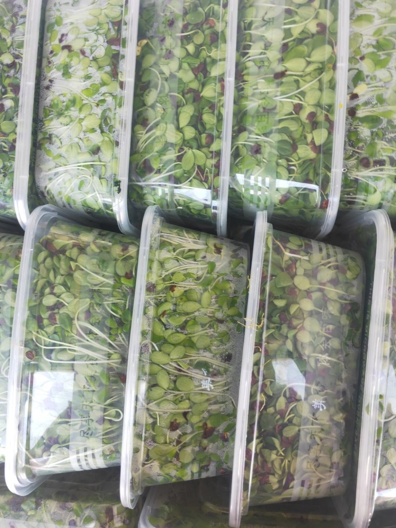 香椿苗，芽苗，香椿芽，有机绿色无污染