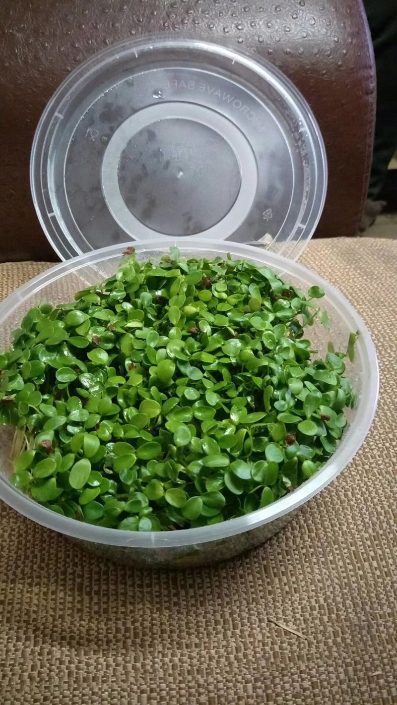 香椿苗，芽苗，香椿芽，有机绿色无污染