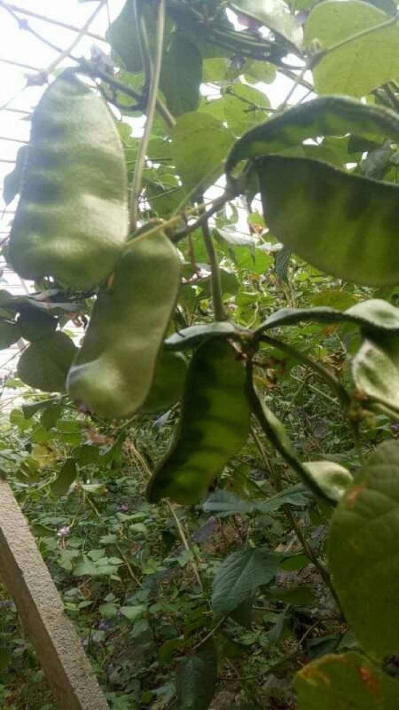 扁豆猪耳朵扁豆豆角扁豆角