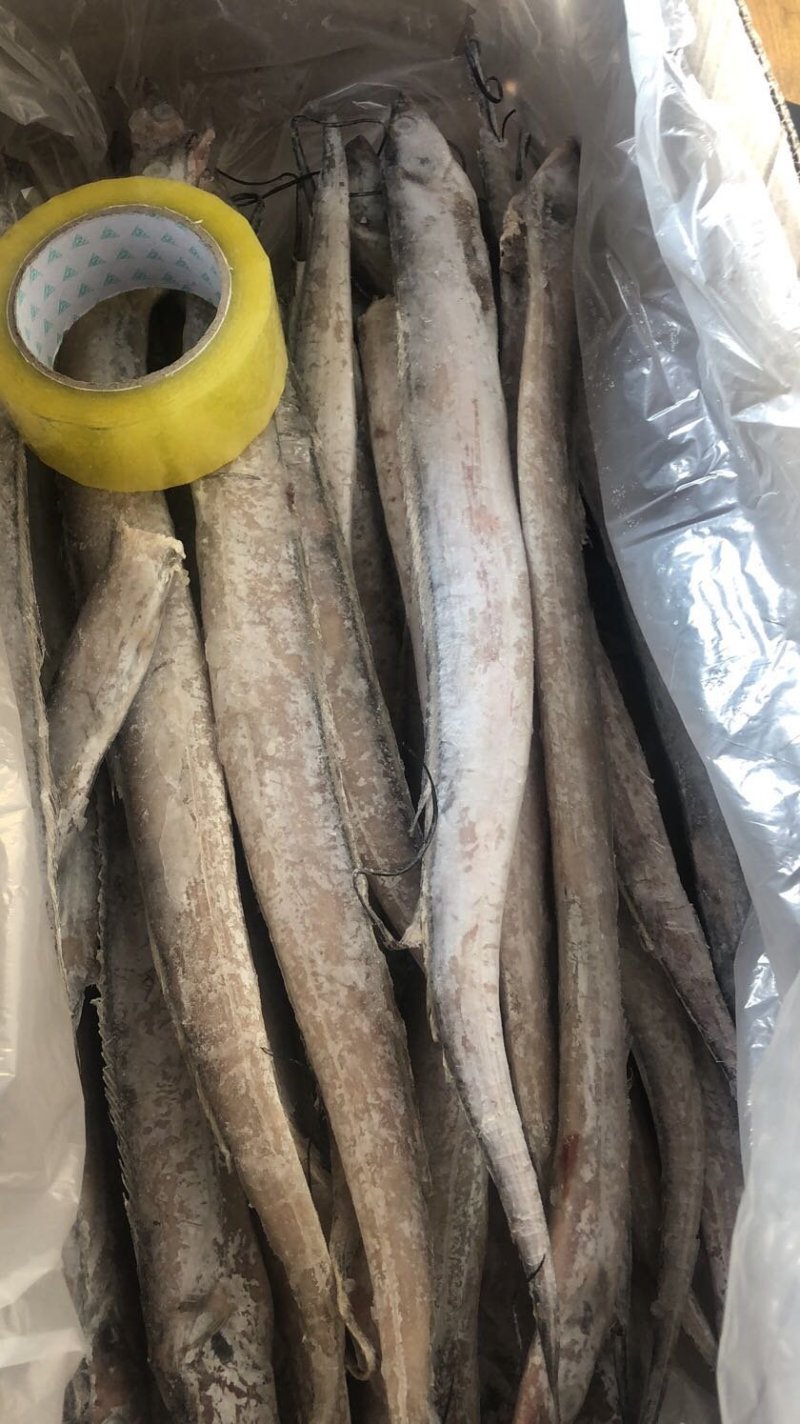 新鲜刀鱼