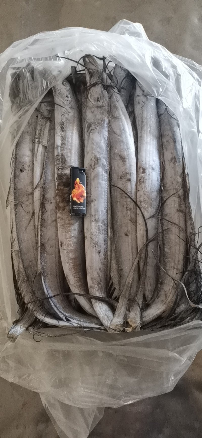 新鲜刀鱼
