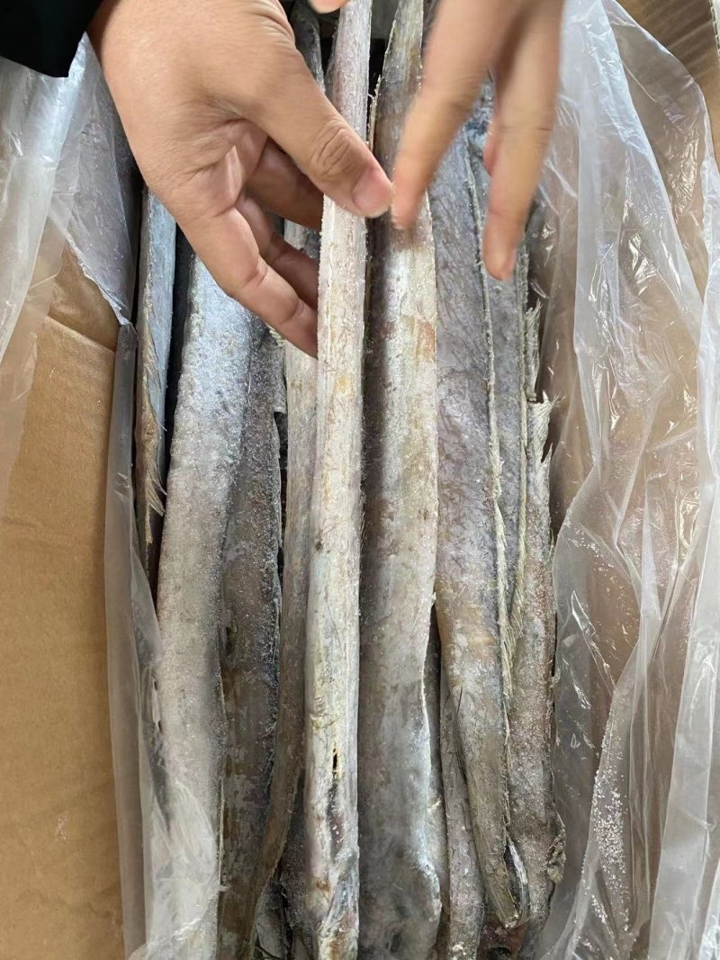 新鲜刀鱼
