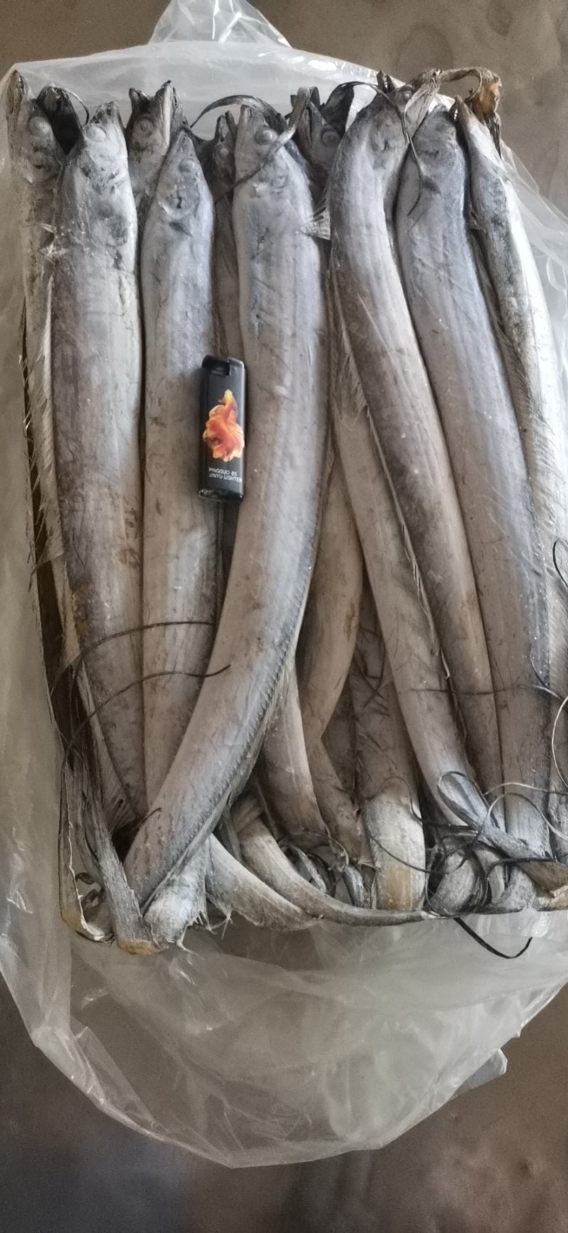 新鲜刀鱼