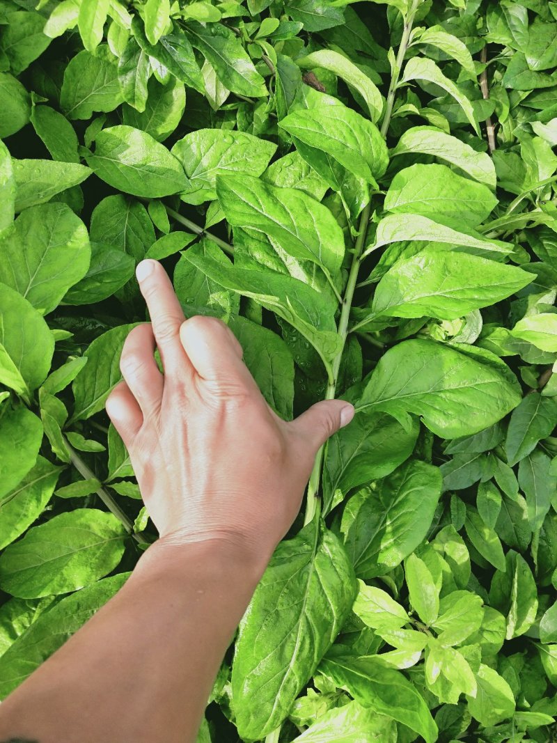 枸杞插迁苗枸杞叶苗枸杞菜枸杞树苗枸杞盆栽,种植