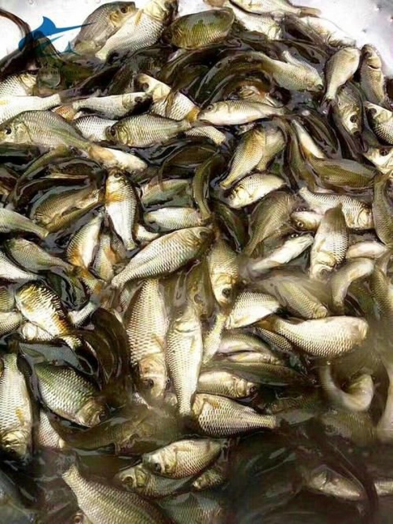 鲤鱼苗批发零售，品相好。成活率高，可技术指导！