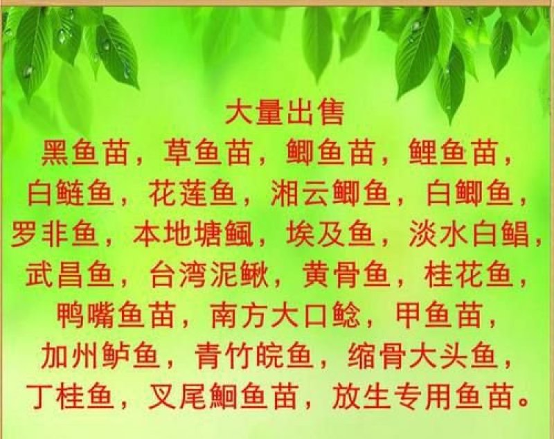 鲤鱼苗批发零售，品相好。成活率高，可技术指导！