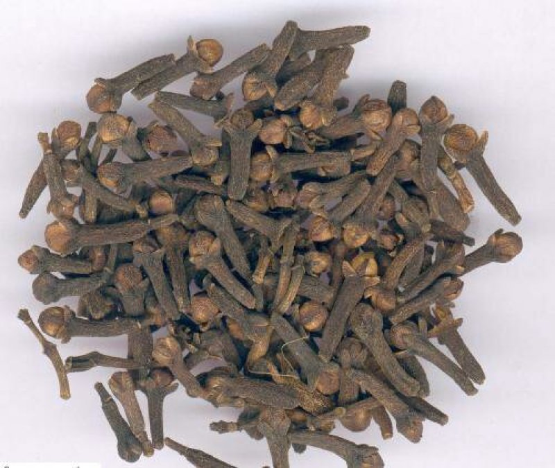 公丁香，常年批发供应公丁香，
