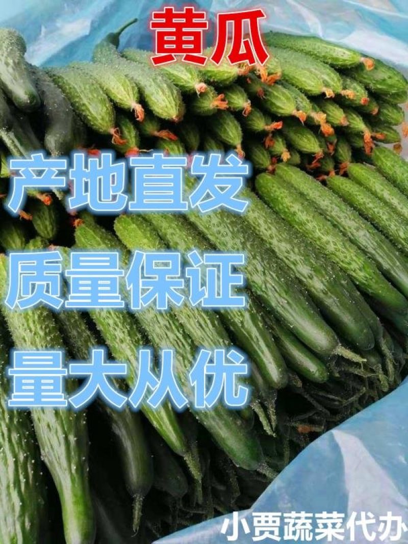 山东兰陵黄瓜上市中，质量优货量大，产地直销一条龙服务